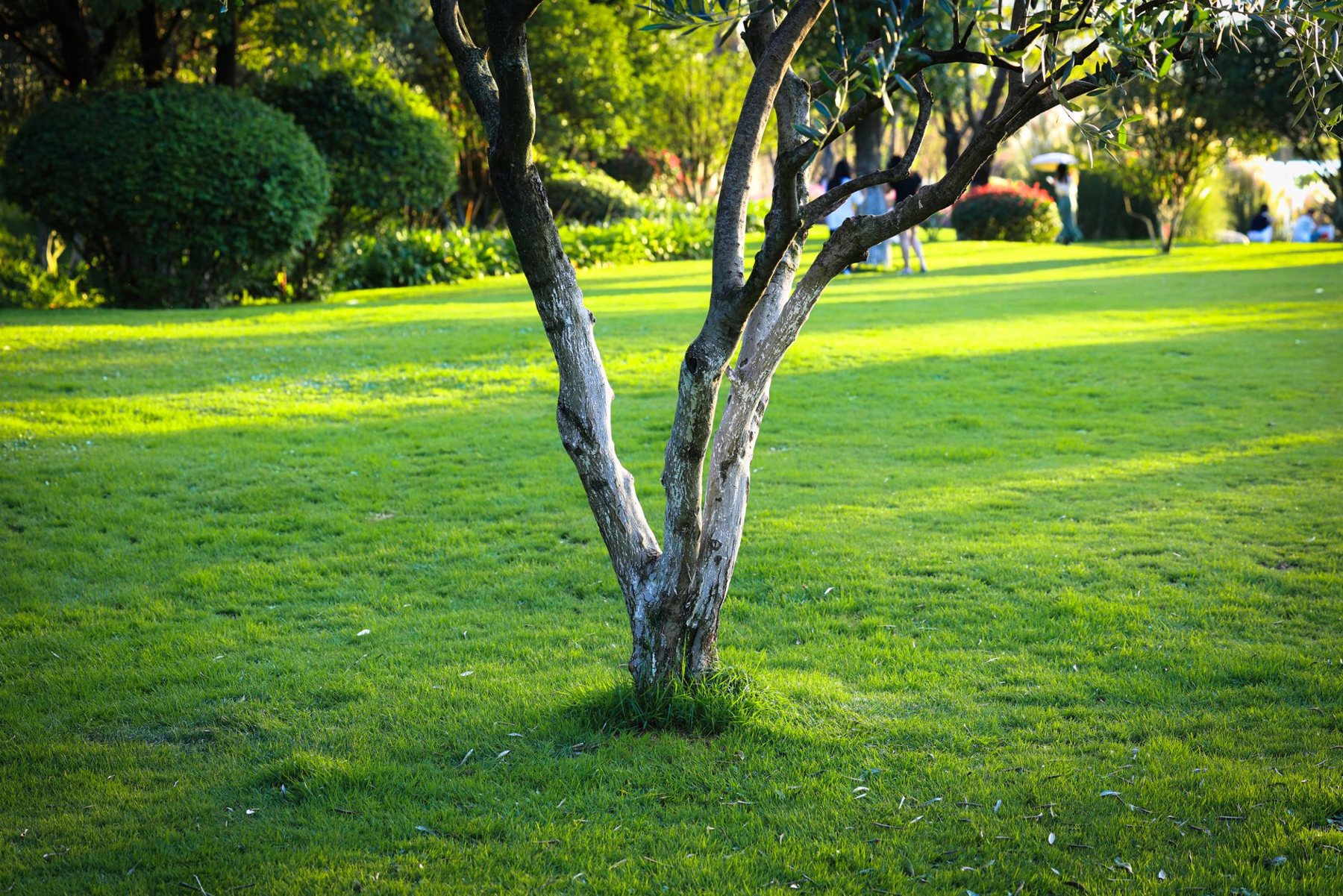 Artificial Turf Installation in Litchfield Park AZ