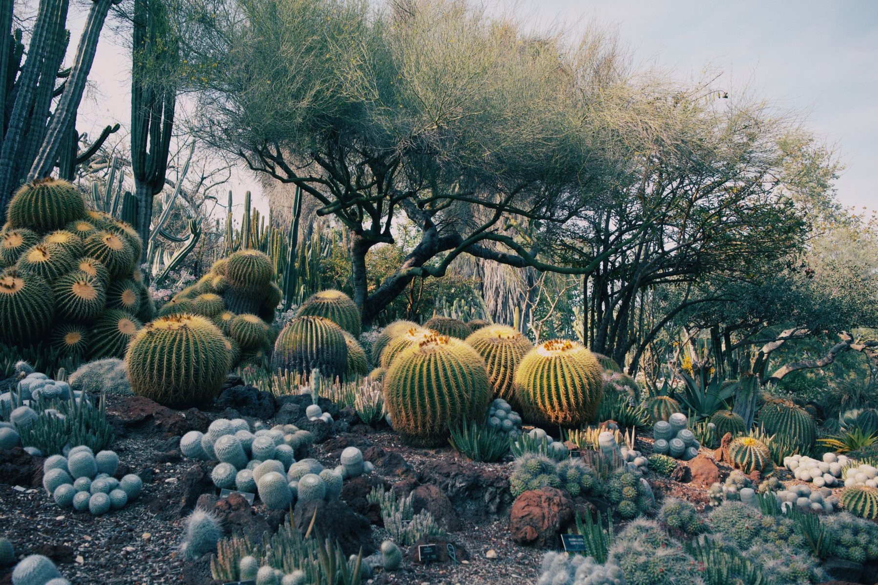Desert Landscaping & Xeriscape in Litchfield Park AZ