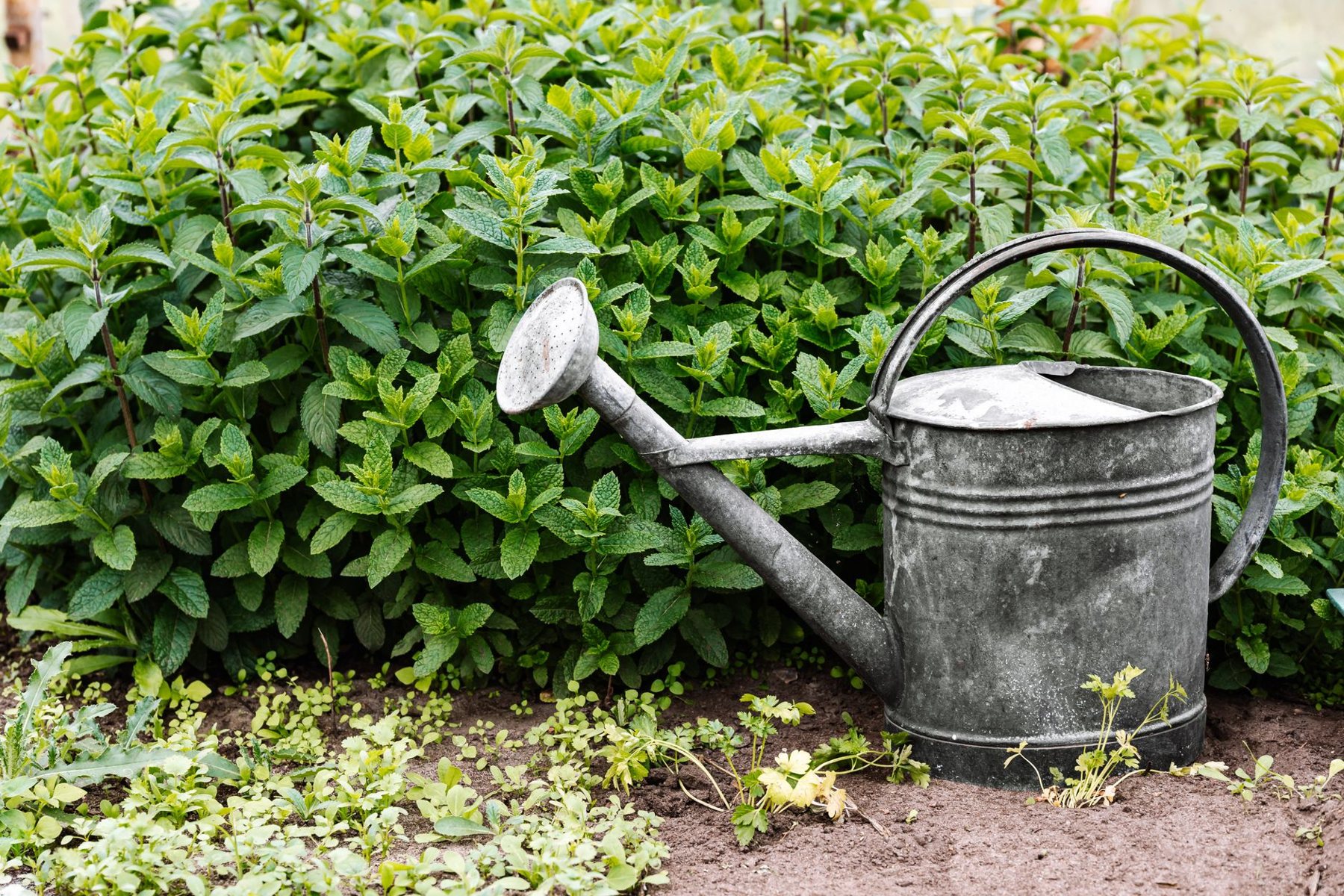 Irrigation & Drip Systems in Litchfield Park AZ