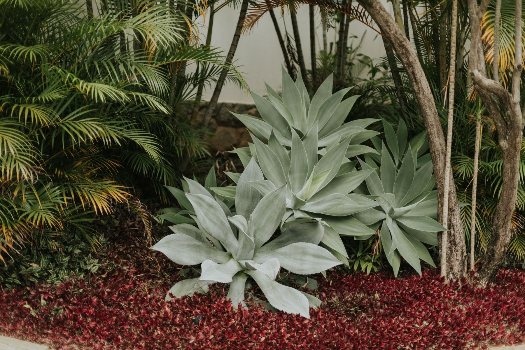 Desert xeriscape design in Litchfield Park, AZ